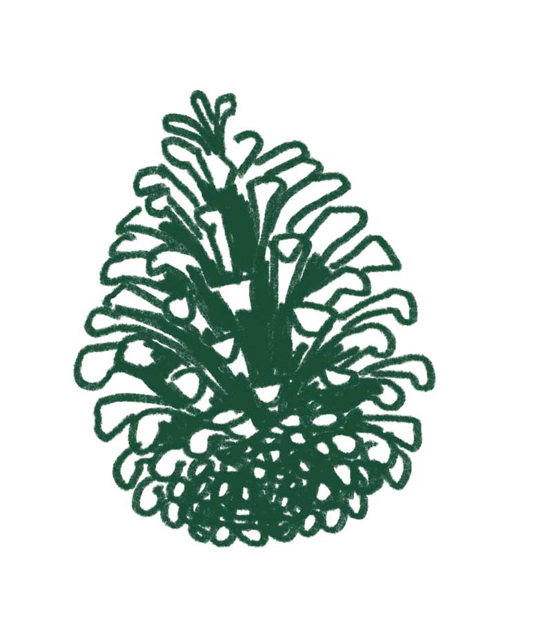 Poniji s klanca storž