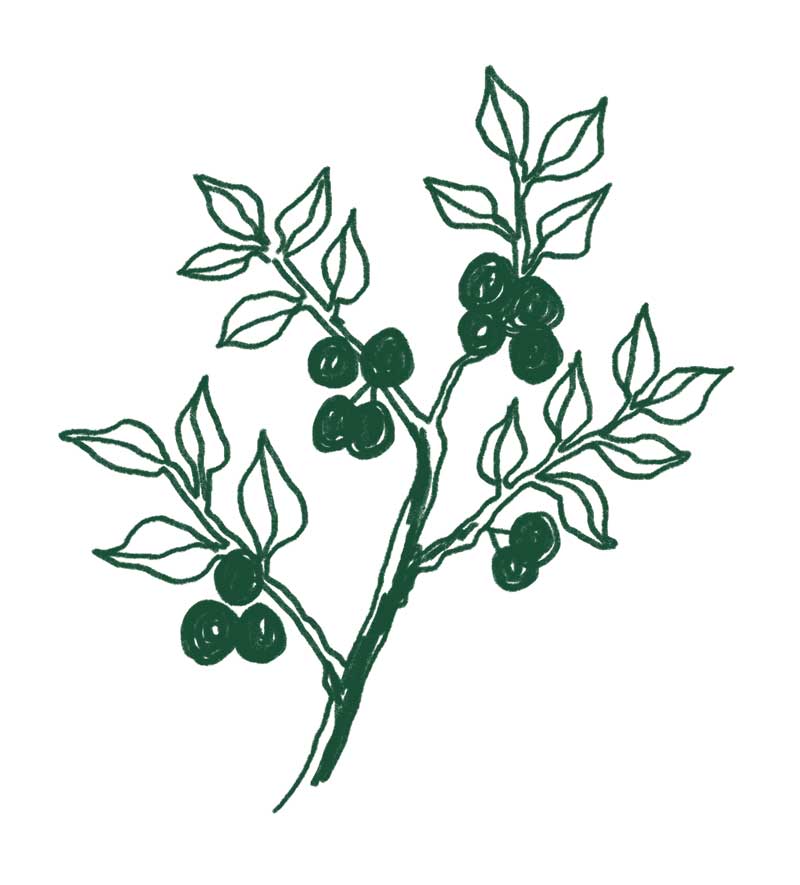 Poniji s klanca vejica